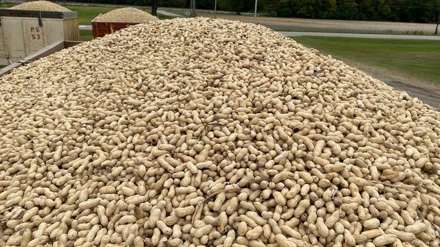 Trailers of harvested peanuts.