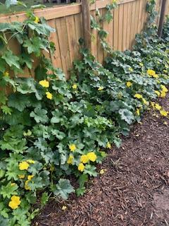 Luffa plants in flower growing on wood fence
