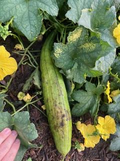 Luffa on the vine