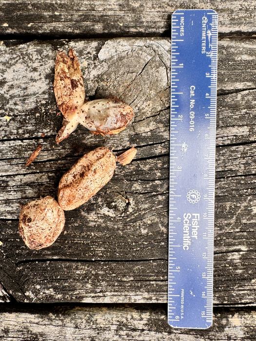 Stinkhorn Mushrooms in the "egg" stage. These are most likely Phallus ravenelii or Ravenel's Stinkhorn. Photo by Gene Fox