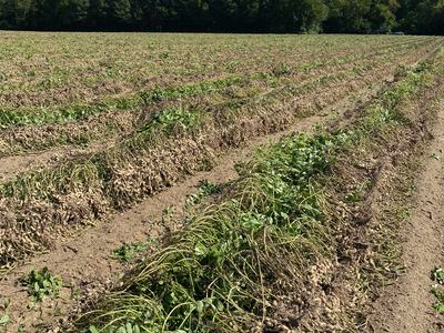 Peanuts dug up in the field.