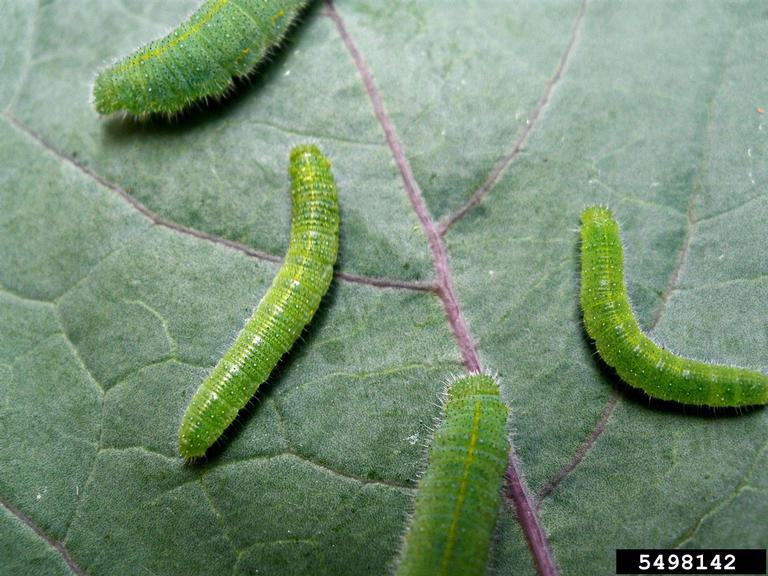 Several imported cabbage worms feeding on a collard leaf, showing the pests in various stages of growth.