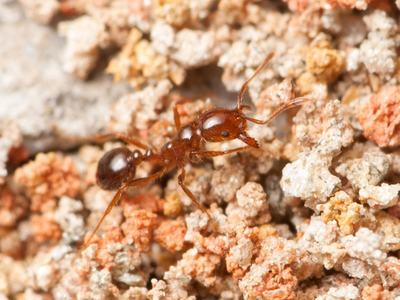 Close-up of Red Imported Fire Ant