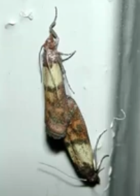 Indian Meal Moth