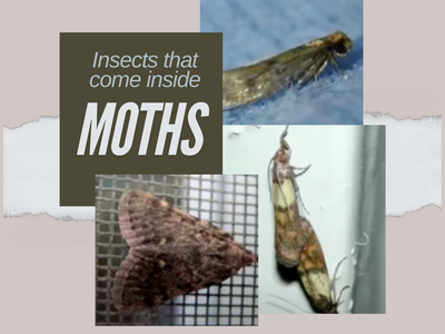Insects that come inside