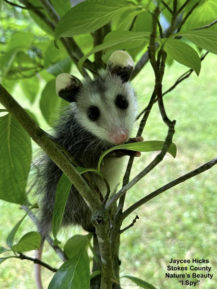 Baby Opossum in a Tree