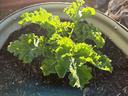 kale growing in containers