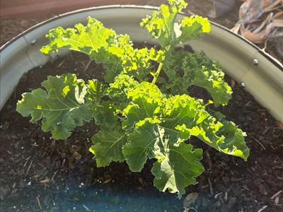 kale growing in containers