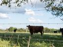 Four strands of livestock wire fence in focus with cattle in a pasture out of focus in the background.