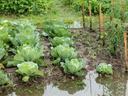 Rows of cabbage plants in a flooded vegetable garden with standing water