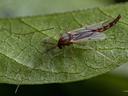 Midge on a leaf