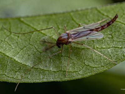 Midge on a leaf