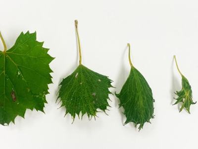 Five green serrated leaves arranged left-to-right from largest to smallest on white background