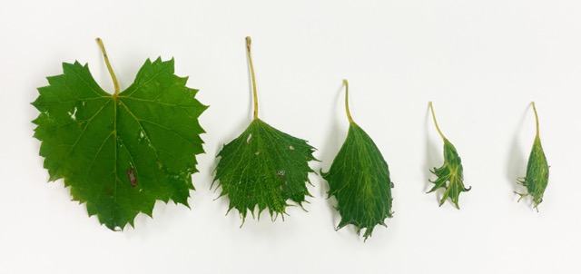 Leaves of muscadine grapes affected by synthetic auxin herbicide. This is very similar to what we may see with the active ingredient triclopyr. Left to right: healthy leaf to progressively worse symptoms in the youngest leaves on the right. Muscadines at the Beaufort County Center, Gene Fox, 8/14/2024.