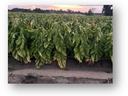 Rows of mature leafy crop plants in a field with a sunset sky