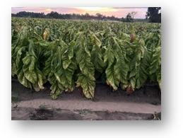 Rows of mature leafy crop plants in a field with a sunset sky
