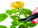 Pruning a yellow rose bush