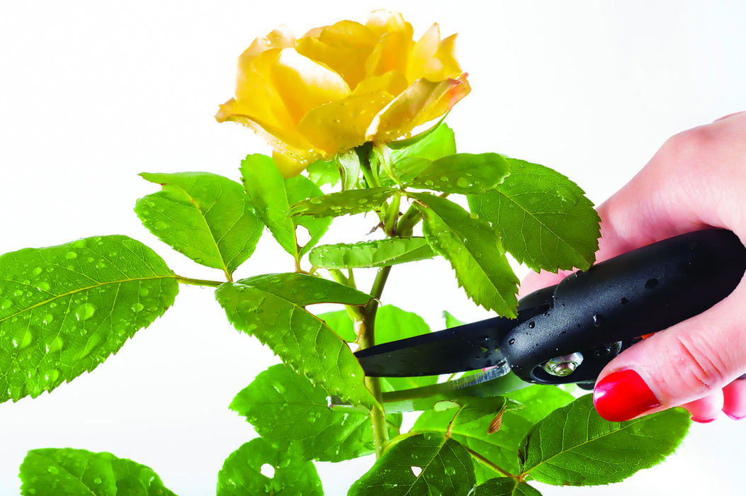 Pruning a rose bush