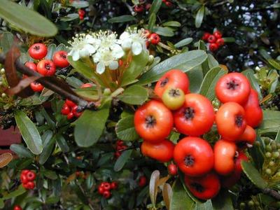 Cluster of red berries and small white flowers on a leafy shrub branch