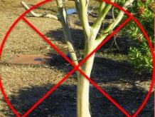 planting and pruning