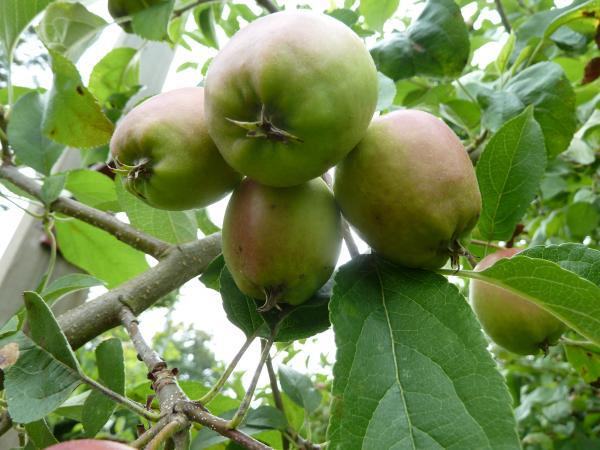 Underside view of four apples growing on a branch, illustrating their development and attachment to the tree.