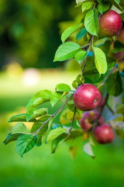 Close-up of an apple tree branch, showcasing the leaves and budding fruit, highlighting the tree’s growth patterns.