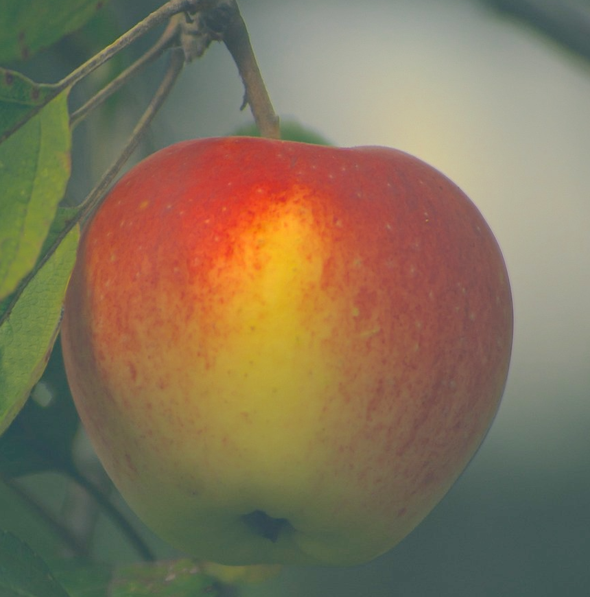 apple hanging on a tree Image by Ruslan Sikunov from Pixabay
