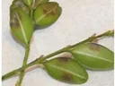 Green leaves with brown spots.