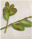 Green leaves with brown spots.