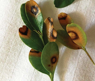 brown spots with darker brown rings inside.