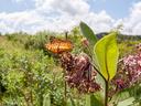 A butterfly on a milkweed flower in Avery Co. NC