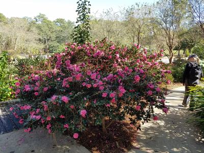 Large pink camellia bush beside a garden path with a person walking on the right