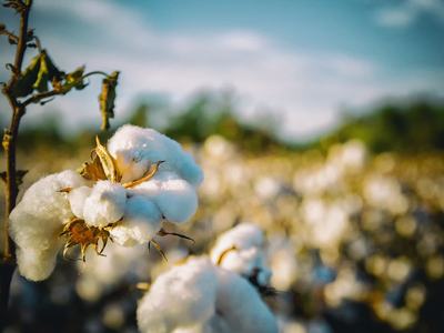 cotton-2807360_1280 (1)