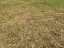 lawn that has bare spots