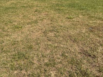 lawn that has bare spots