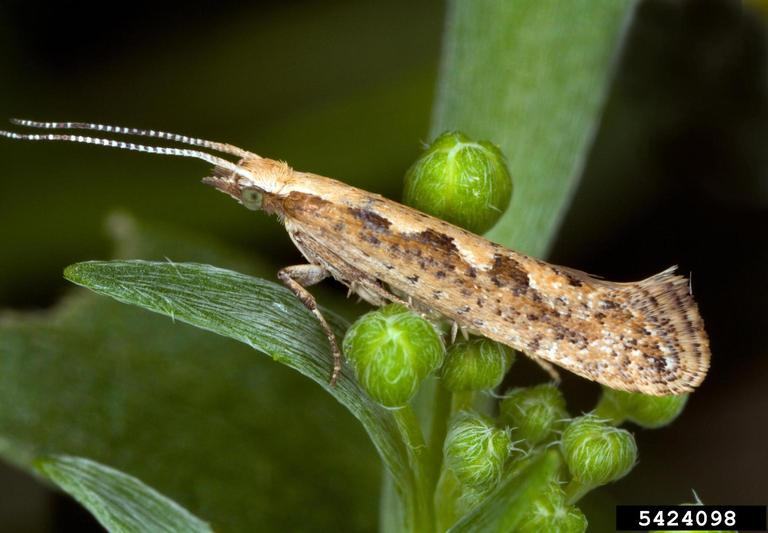 Diamondback moth resting on a plant leaf, showing its distinctive markings and small size.