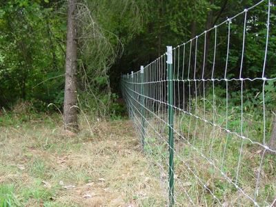 Wire mesh fence running through grassy edge of a wooded area