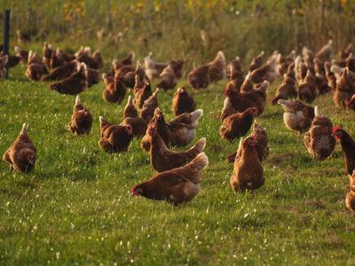 Free-range brown chickens grazing and pecking on a grassy field