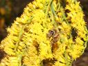 Honey bee feeding on a cluster of small yellow flowers