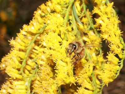 Honey bee feeding on a cluster of small yellow flowers