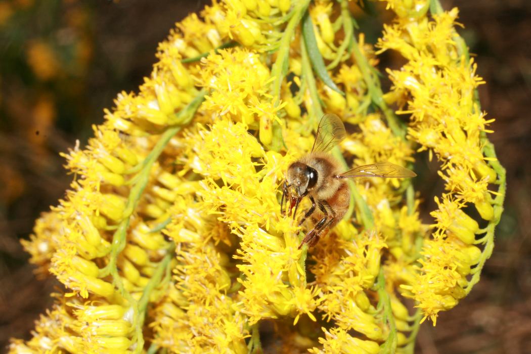 Honey bee feeding on a cluster of small yellow flowers