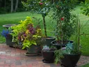 potted plants on patio