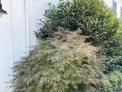 Feathery Japanese maple and glossy evergreen shrub beside white board-and-batten house