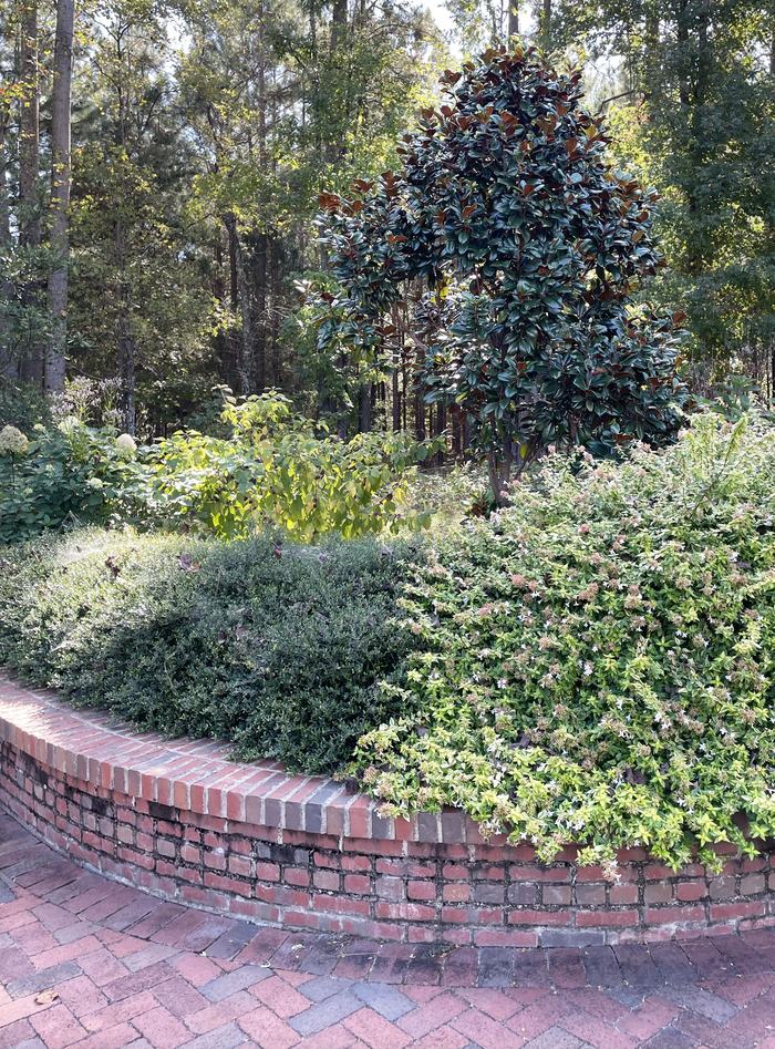 dwarf magnolia in the back of a planting