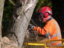 man cutting tree with chainsaw