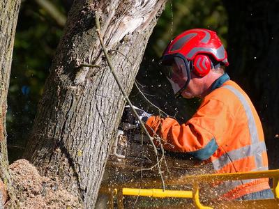 man cutting tree with chainsaw