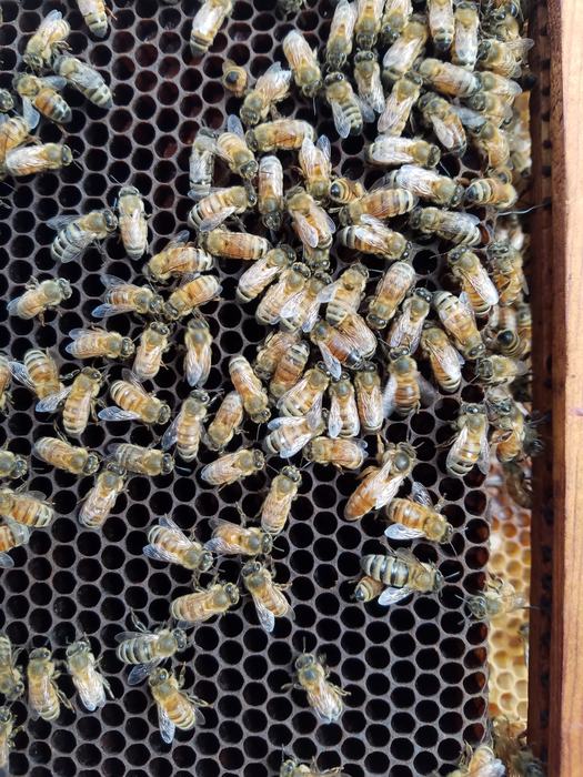 Honeybees clustered on a wooden-framed honeycomb with hexagonal cells