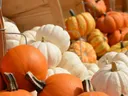 Pumpkins
