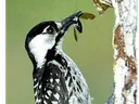 Image of a Redcockaded Woodpecker