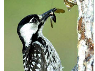 Image of a Redcockaded Woodpecker